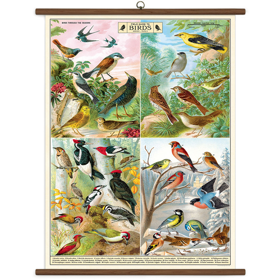 Vintage-style wall chart of birds in various habitats