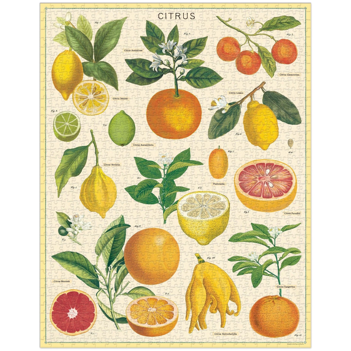 Cavallini & Co. 1000 Piece Puzzle - Citrus