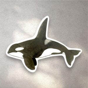 Orca sticker with a white boarder