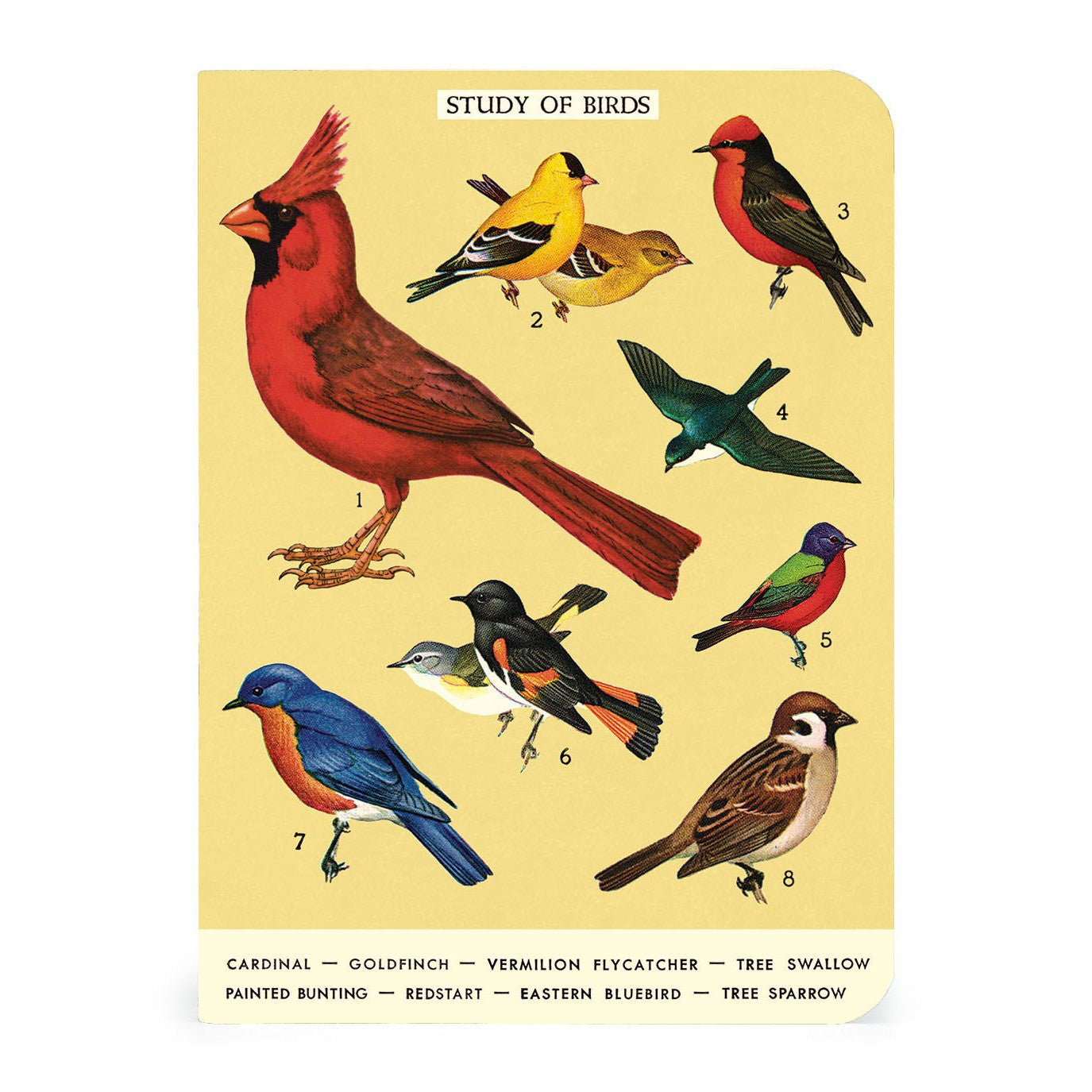 Cavallini & Co. 3 Mini Notebooks - Birdwatching
