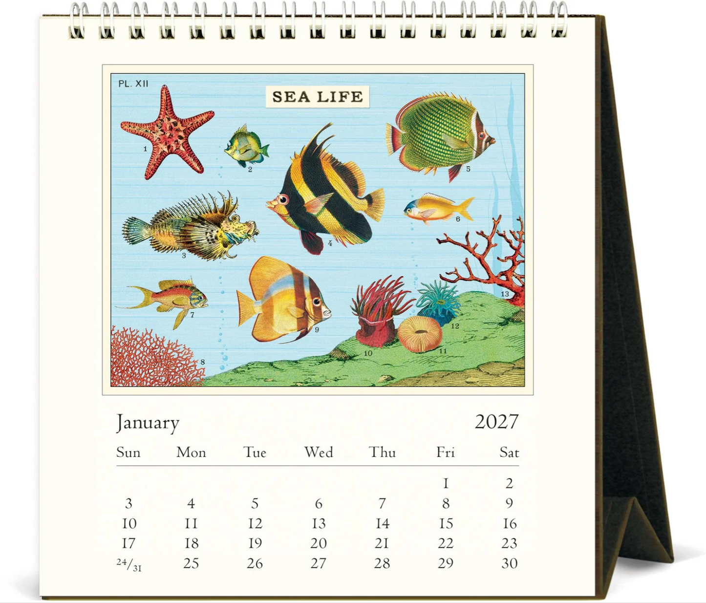 Cavallini & Co. 2027 Desk Calendar - Sea Life