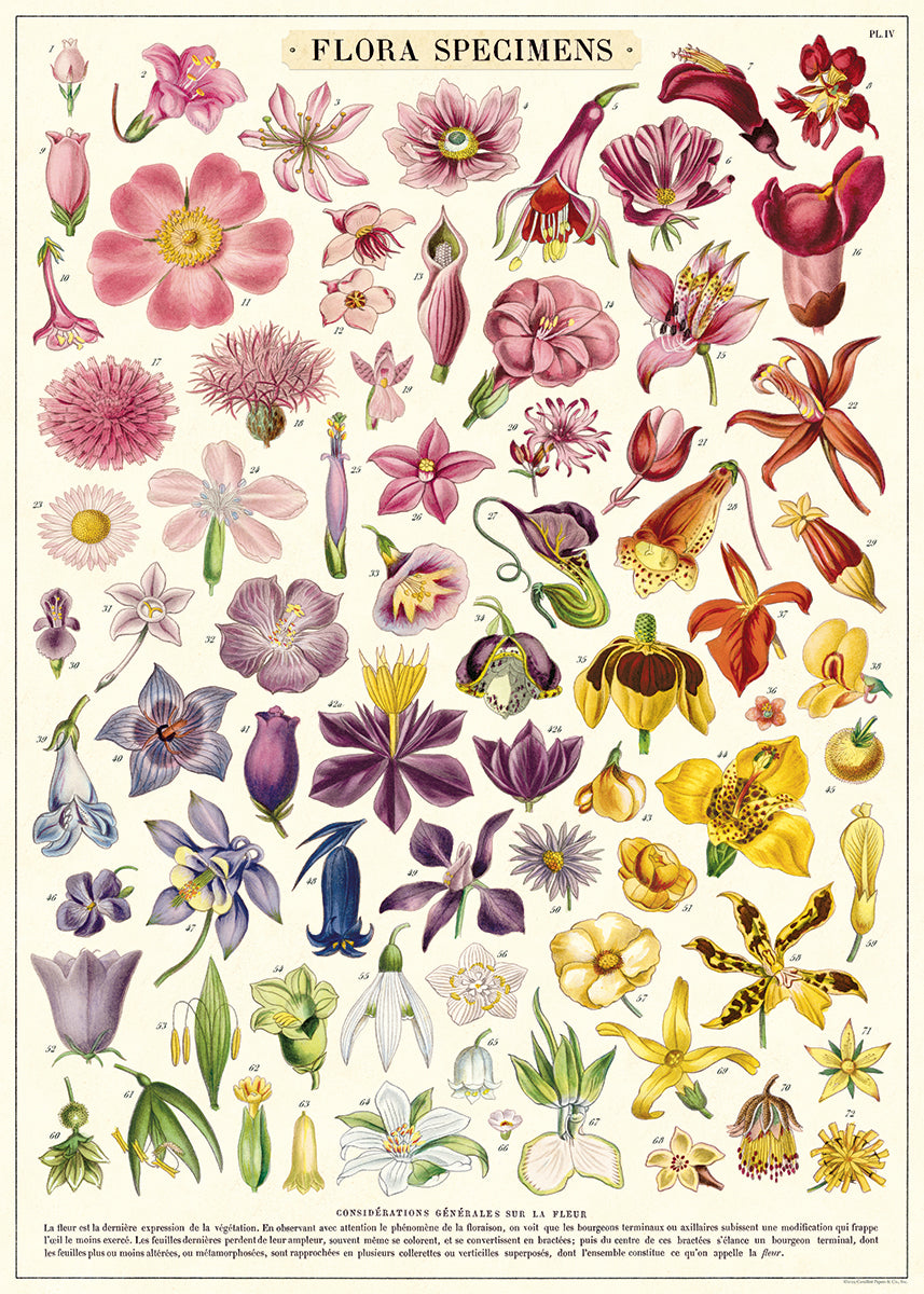 Cavallini & Co. Wrap - Flora Specimens