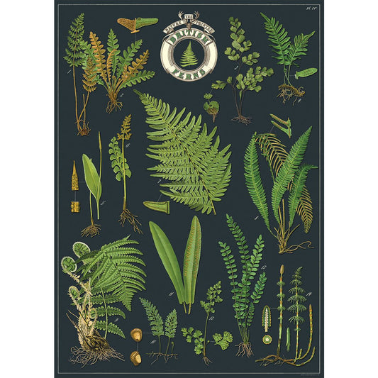 Cavallini & Co. Wrap - British Ferns