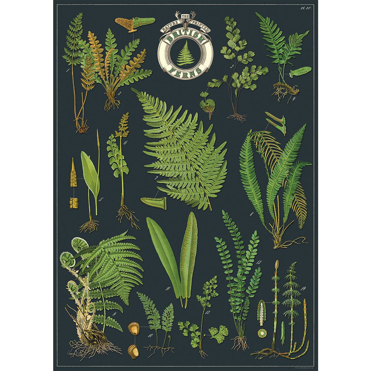 Cavallini & Co. Wrap - British Ferns