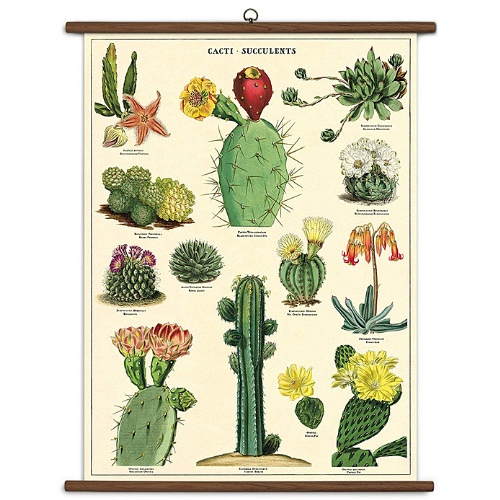 succulent plant chart Cavallini & Co. Vintage School Chart
