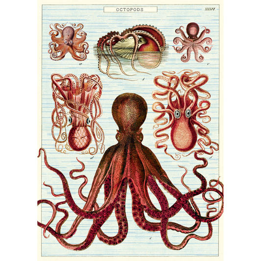 An art print and paper wrap which features various octopi