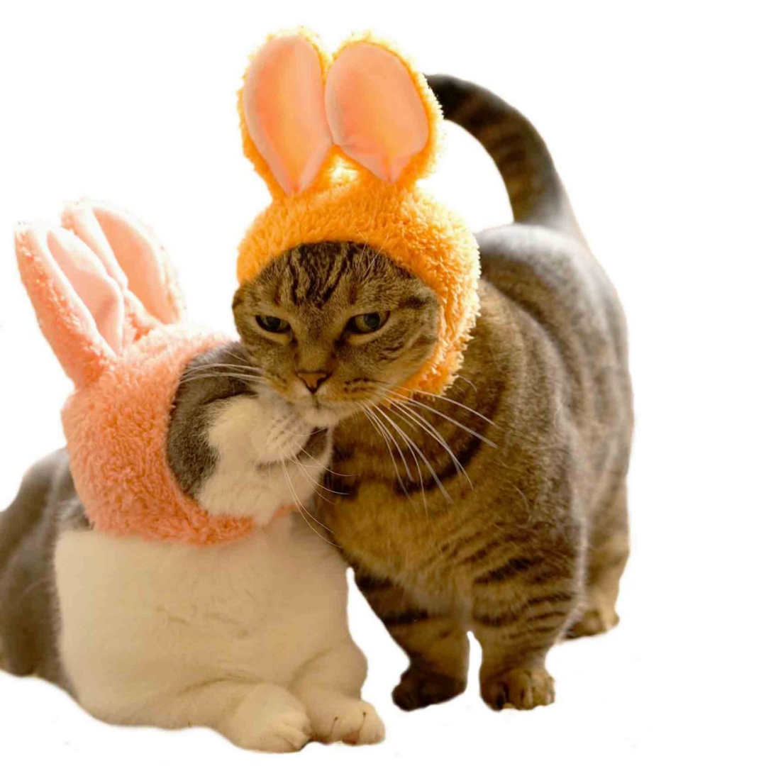 Cat Cap Rabbit