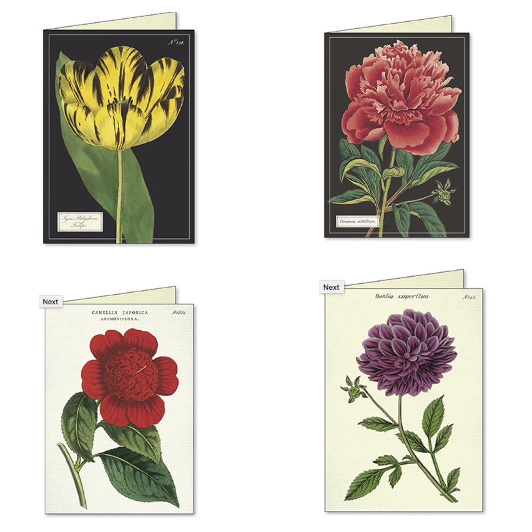 Cavallini & Co. Boxed Note Cards - Botanica