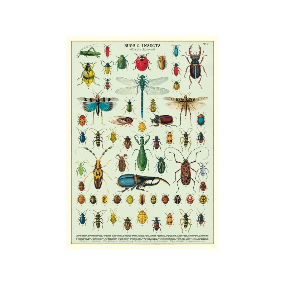 Cavallini & Co. Wrap - Bugs & Insects