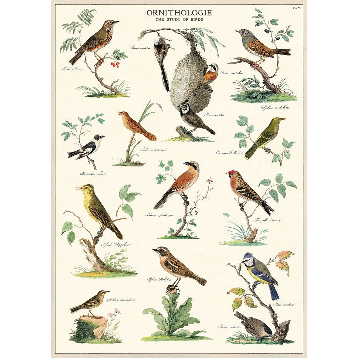 Cavallini & Co. Wrap - Ornithology