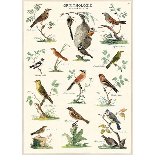 NEW - Cavallini & Co. Wrap - Ornithology