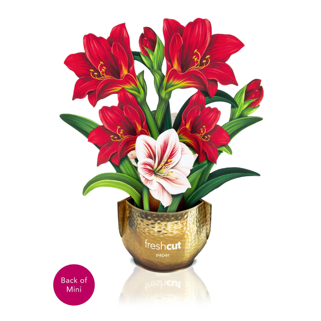 Scarlet amaryllis bouquet in a golden toned vase with a white background.