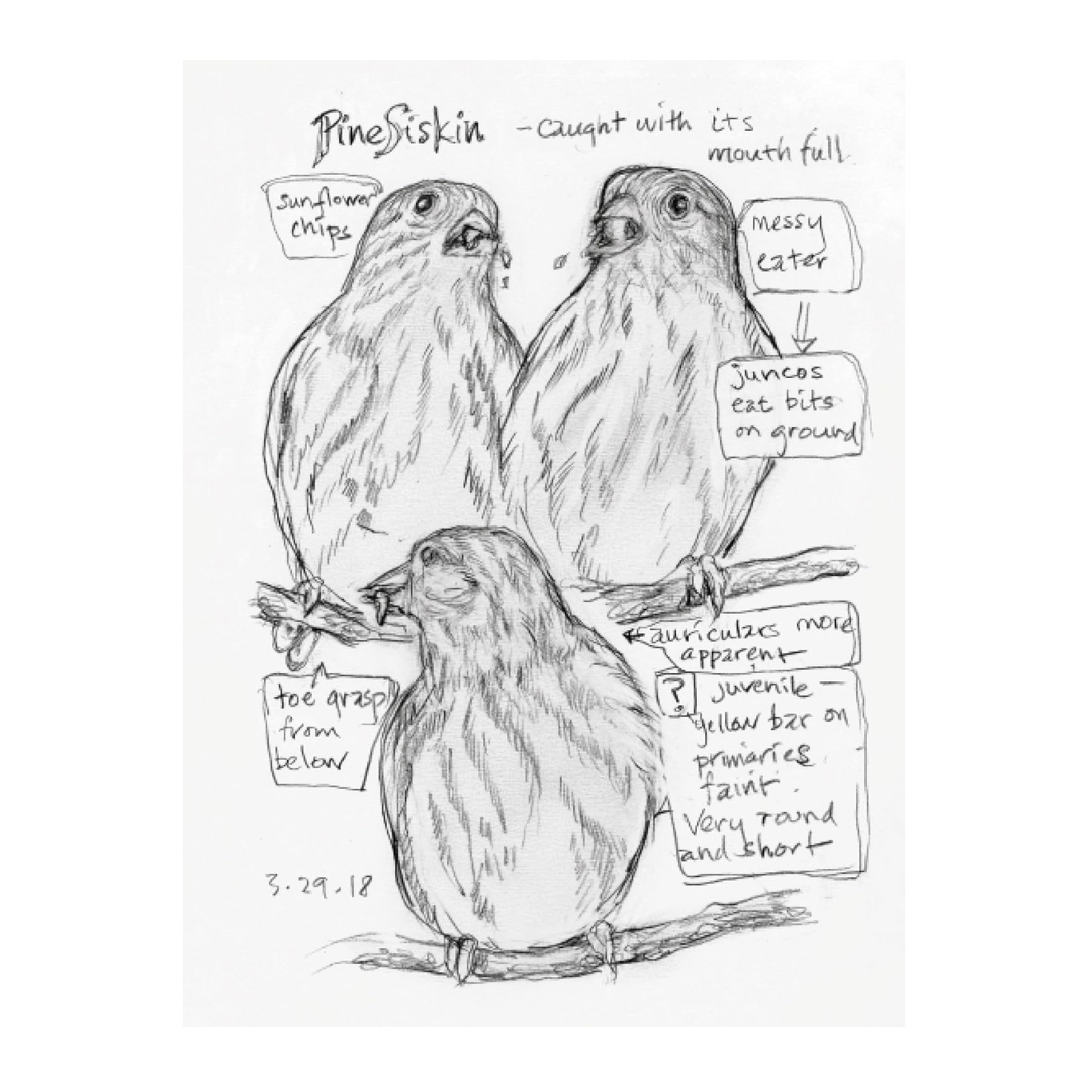 Drawing of a Pine Siskin - caught with its mouth full