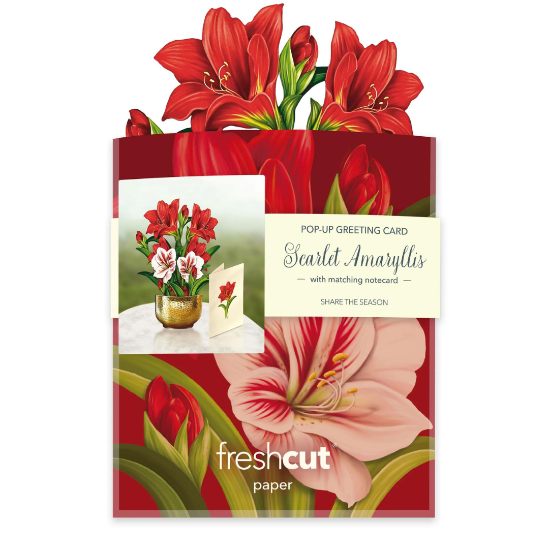 Scarlet Amaryllis pop-up greeting card packaging against a white background.