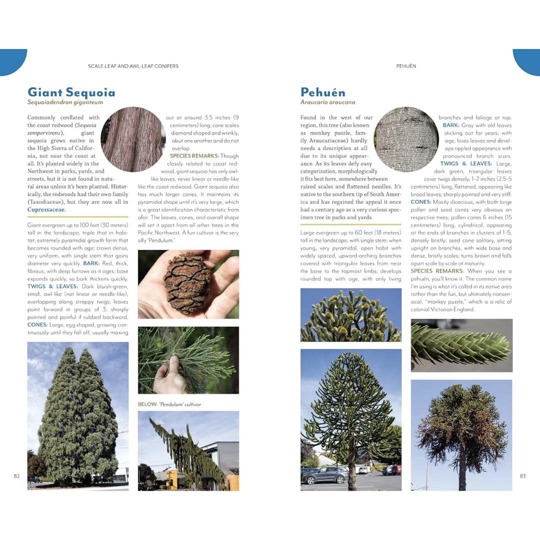 Sample pages featuring the Giant Sequoia and Pehuen trees