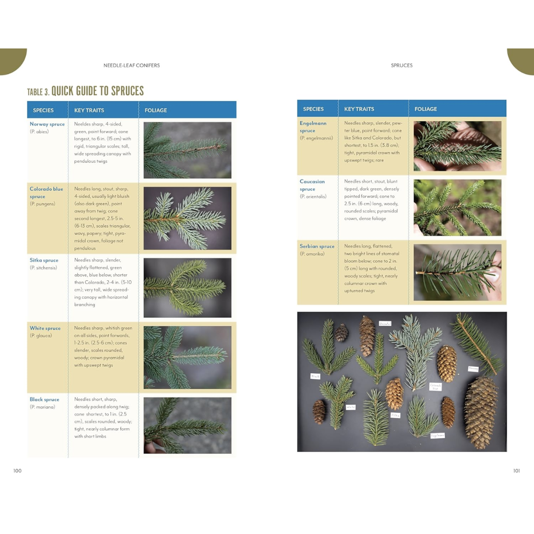 Sample pages feature a Quick Guide to Spruces