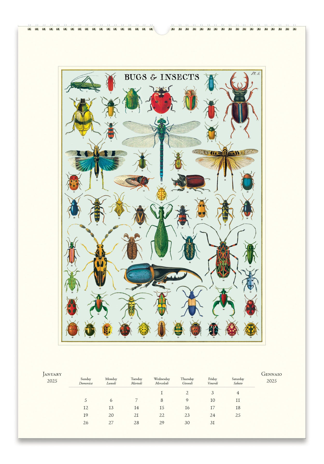 Cavallini & Co. 2025 Wall Calendar - Bugs & Insects