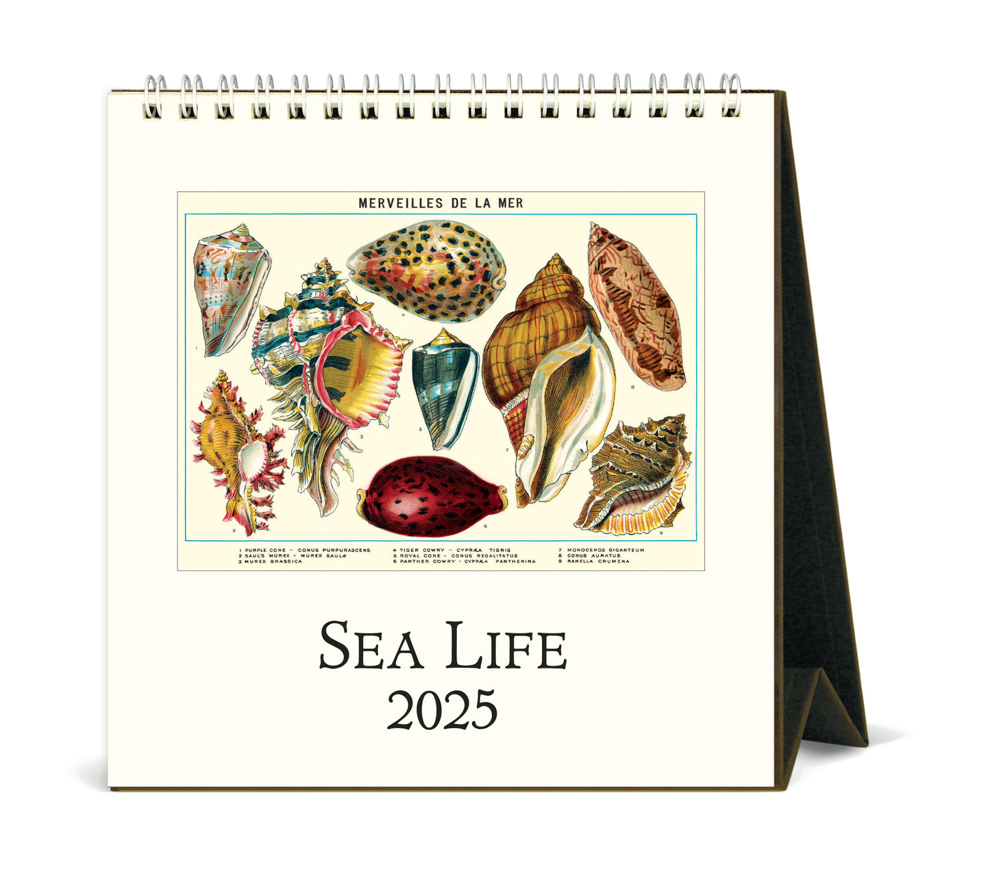 Cavallini & Co. 2025 Desk Calendar - Sea Life