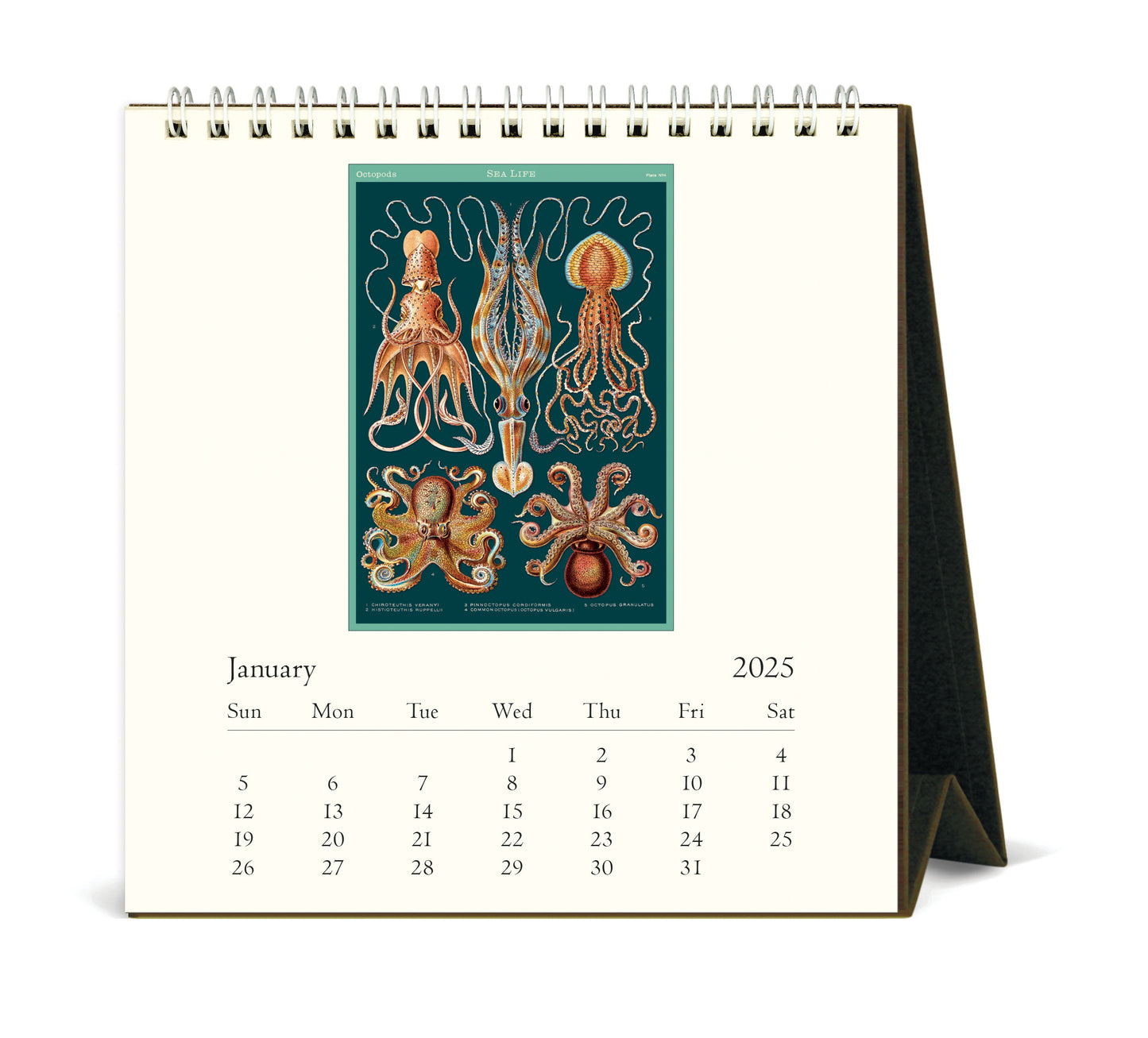 Cavallini & Co. 2025 Desk Calendar - Sea Life