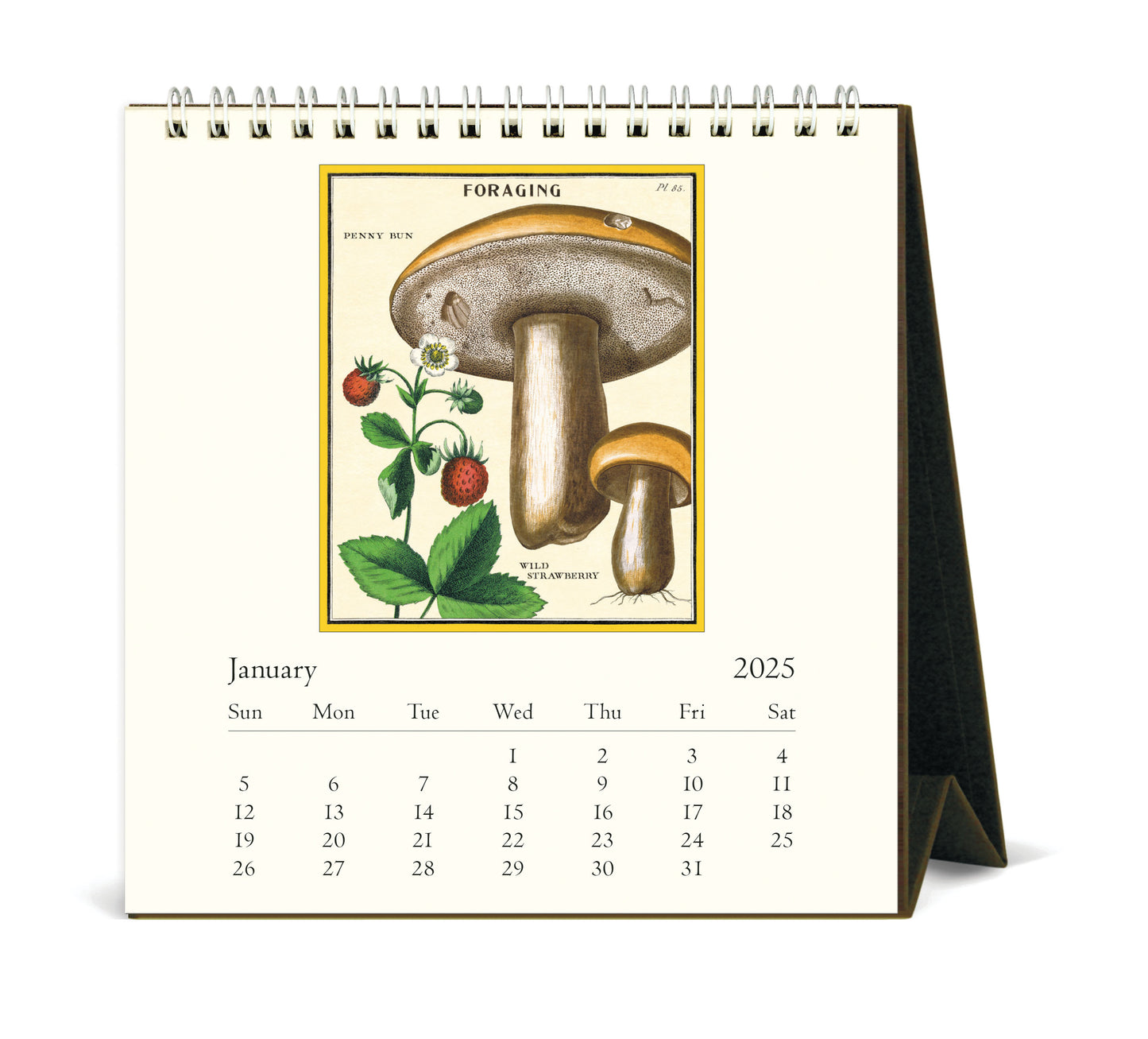 Cavallini & Co. 2025 Desk Calendar - Foraging