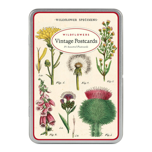Cavallini & Co. Wildflower Postcards