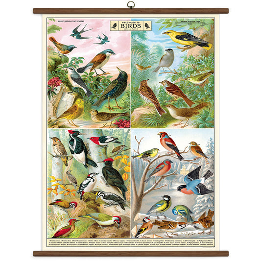 Vintage-style wall chart of birds in various habitats