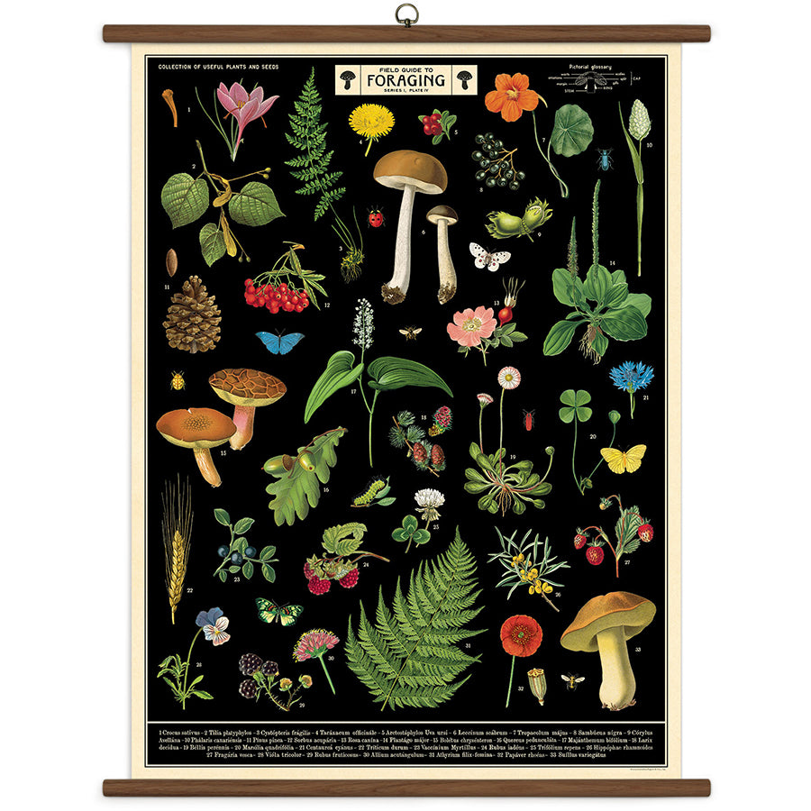 Vintage-style botanical and mycological chart with illustrations of plants and mushrooms on a black background.