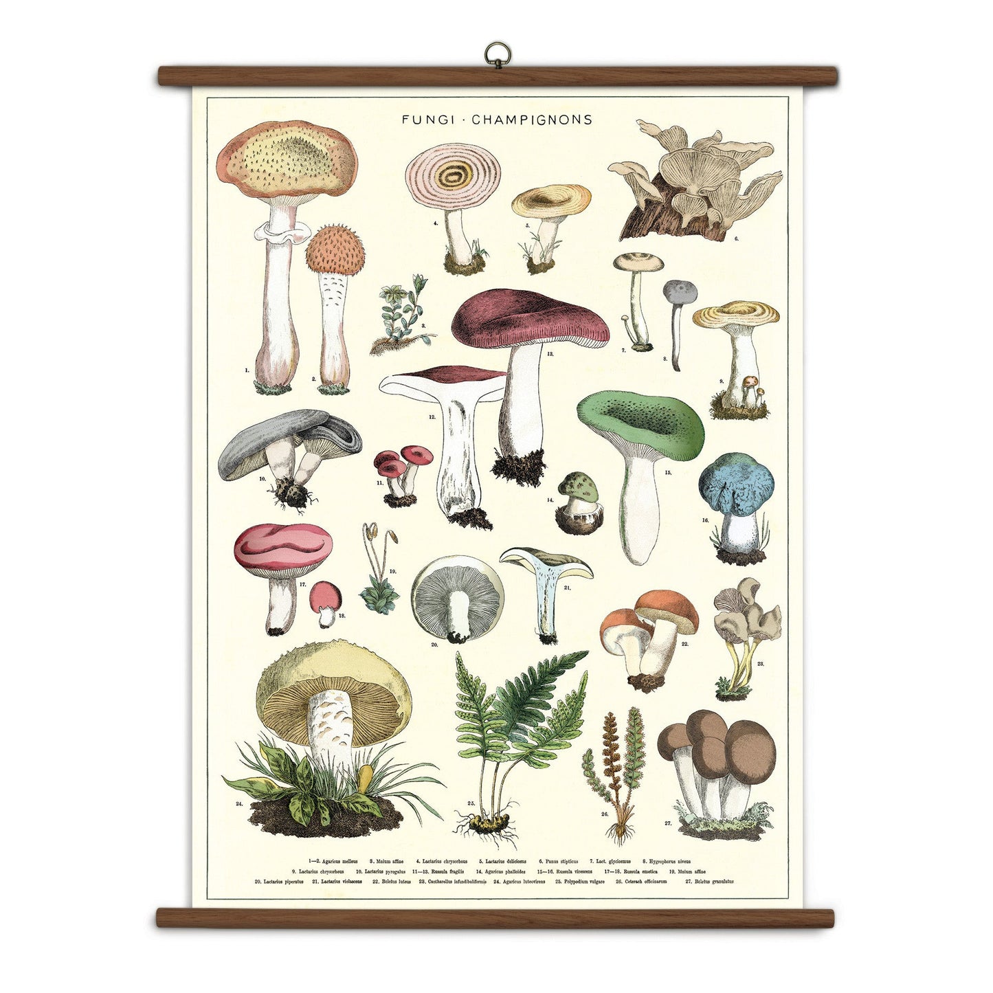 Illustrated chart of various fungi on a white background