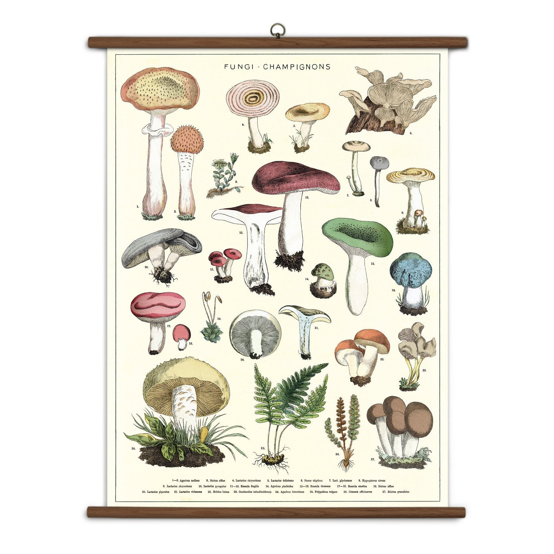 Illustrated chart of various fungi on a white background