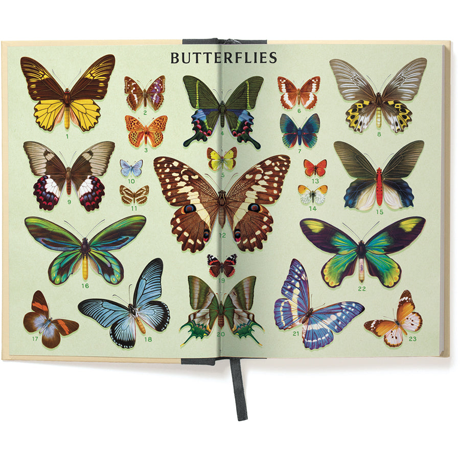 Illustrated book of butterflies on a white background