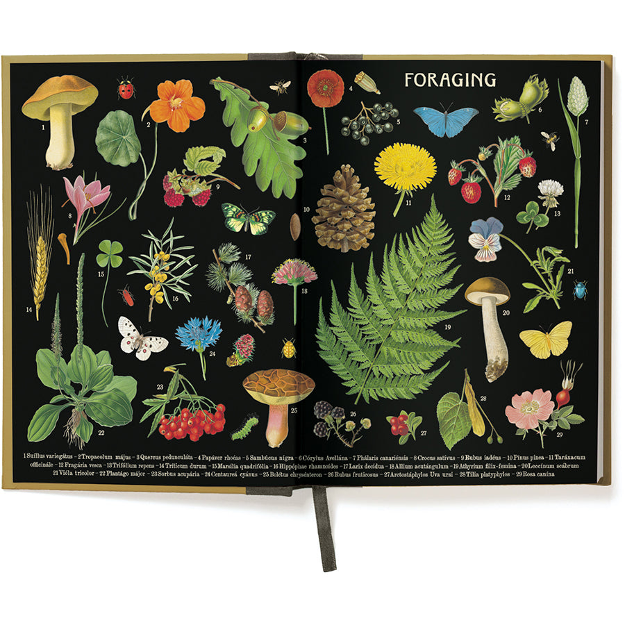 Open notebook displaying illustrations of various plants, mushrooms, and insects on a black background with 'Foraging' text.