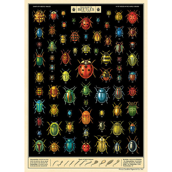 Cavallini & Co. Wrap - Field Guide to Beetles