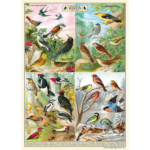 Cavallini & Co. Wrap - Field Guide to Birds