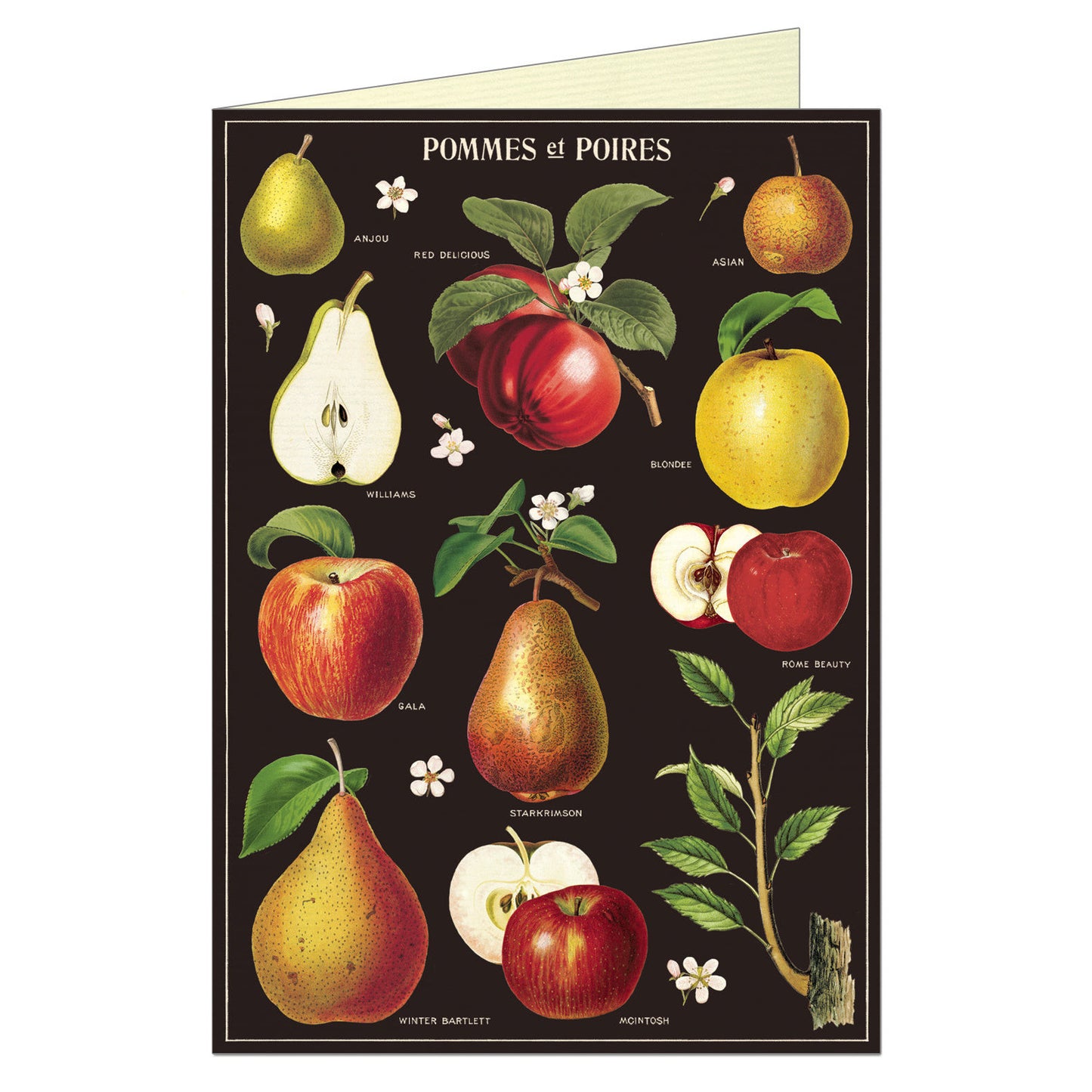 Cavallini & Co. Greeting Card - Apples & Pears