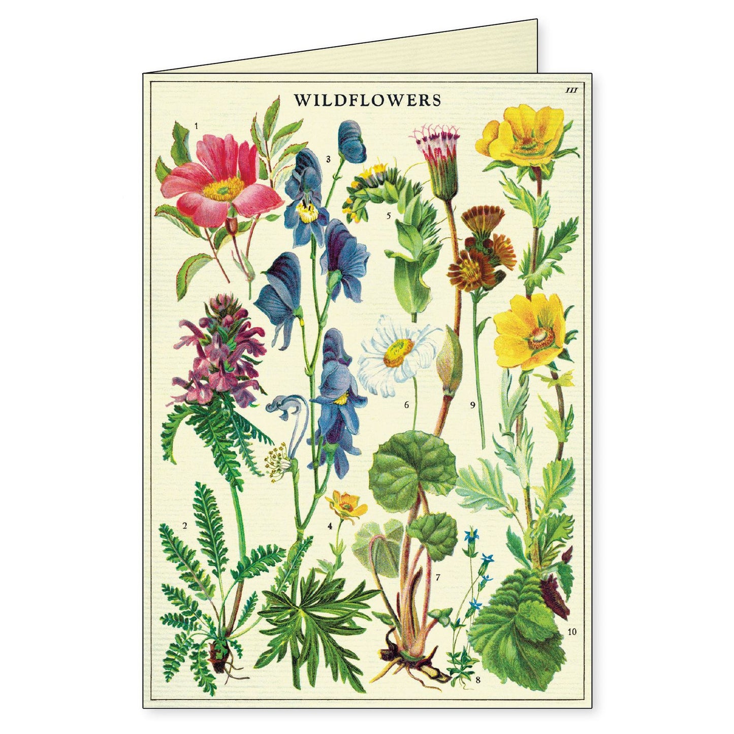 Cavallini & Co. Boxed Note Cards - Wildflowers