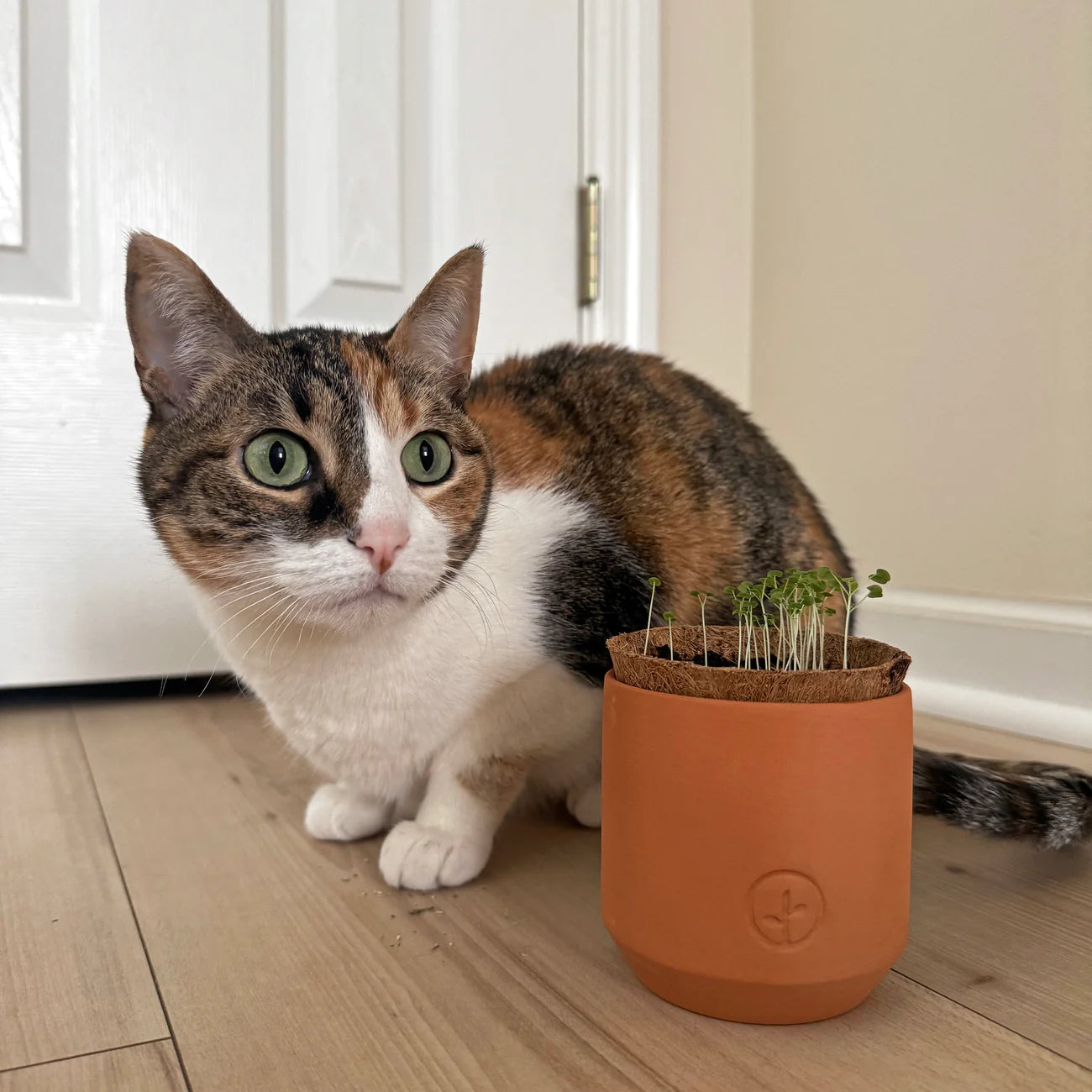 Tiny Terracotta Kit - Curious Catnip