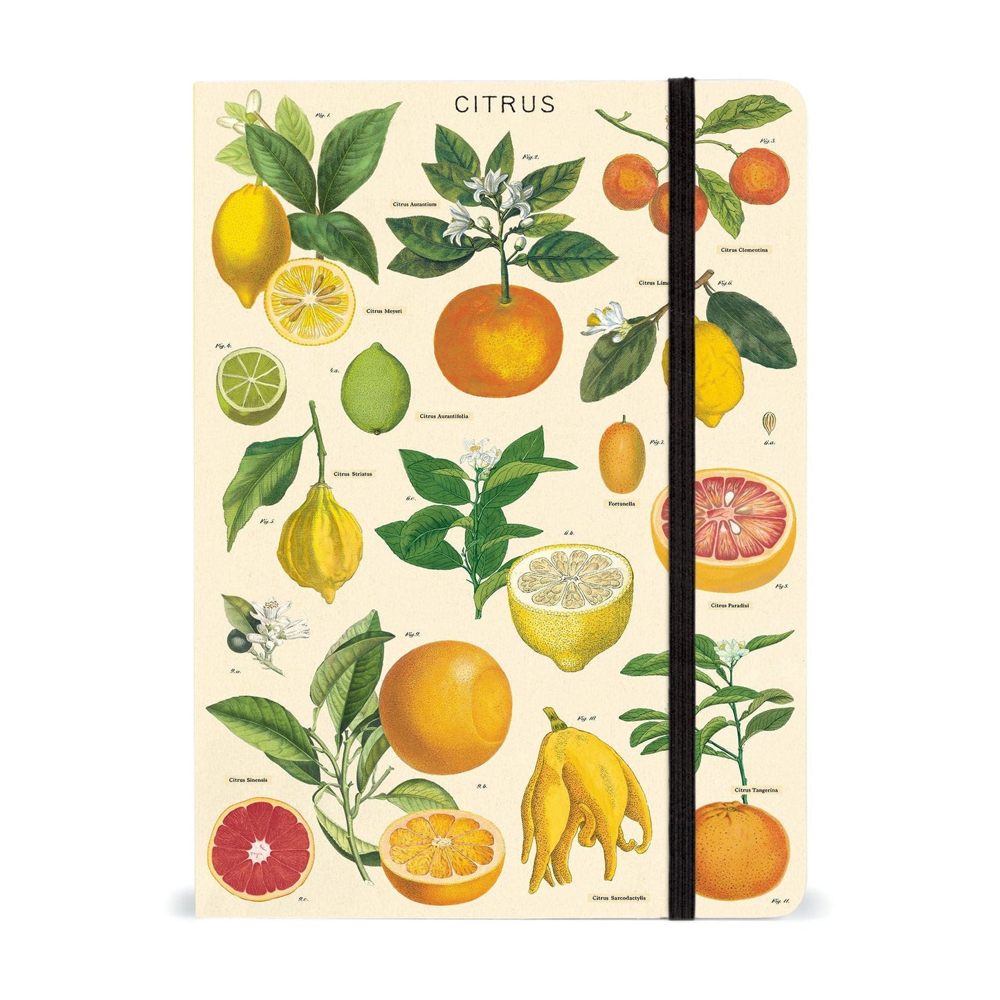 Cavallini & Co. Large Notebook - Citrus