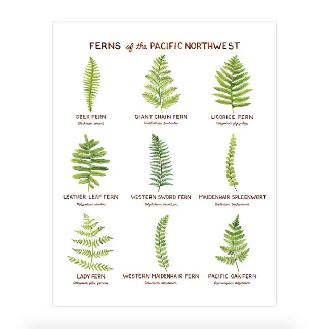 Rectangualr white print featuring nine different ferns from the Pacific Northwest and their names. 