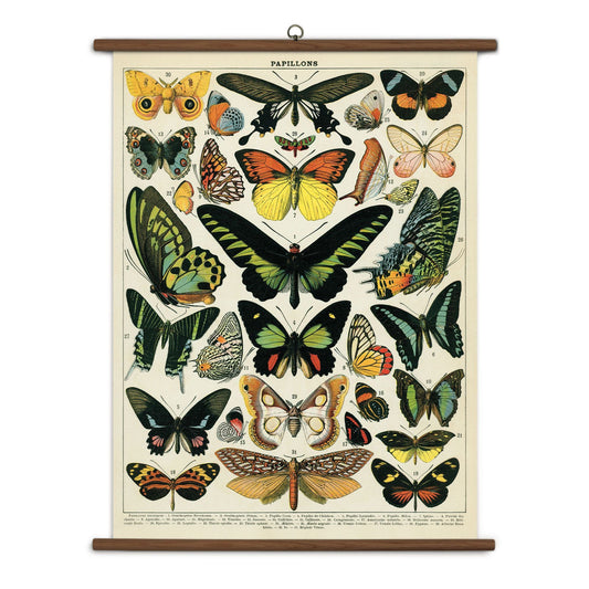 Cavallini & Co. Vintage School Chart - Butterflies