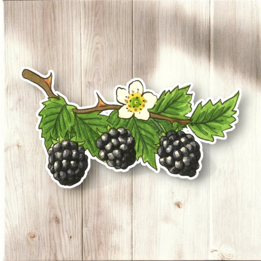 Sticker of blackberries with leaves and a flower 