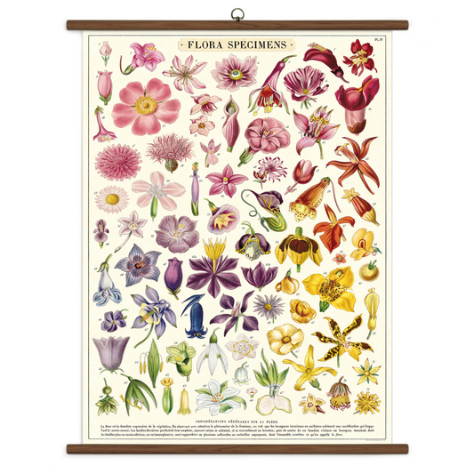 Cavallini & Co. Vintage School Chart - Flora Specimens