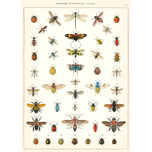 Cavallini & Co. Wrap - Natural History Insects