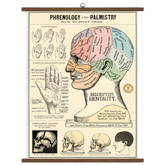 Cavallini & Co. Vintage School Chart - Phrenology & Palmistry