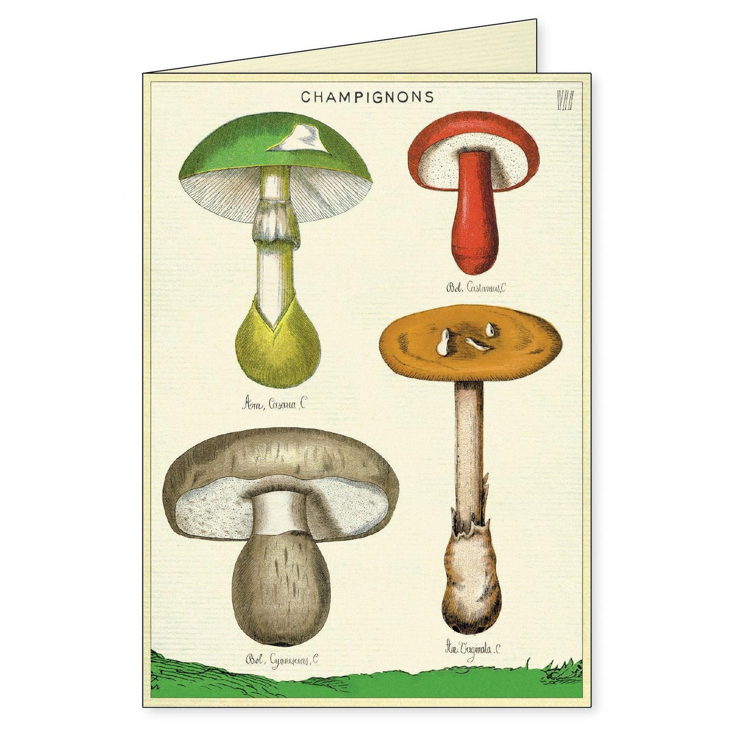 Cavallini & Co. Boxed Note Cards - Foraging