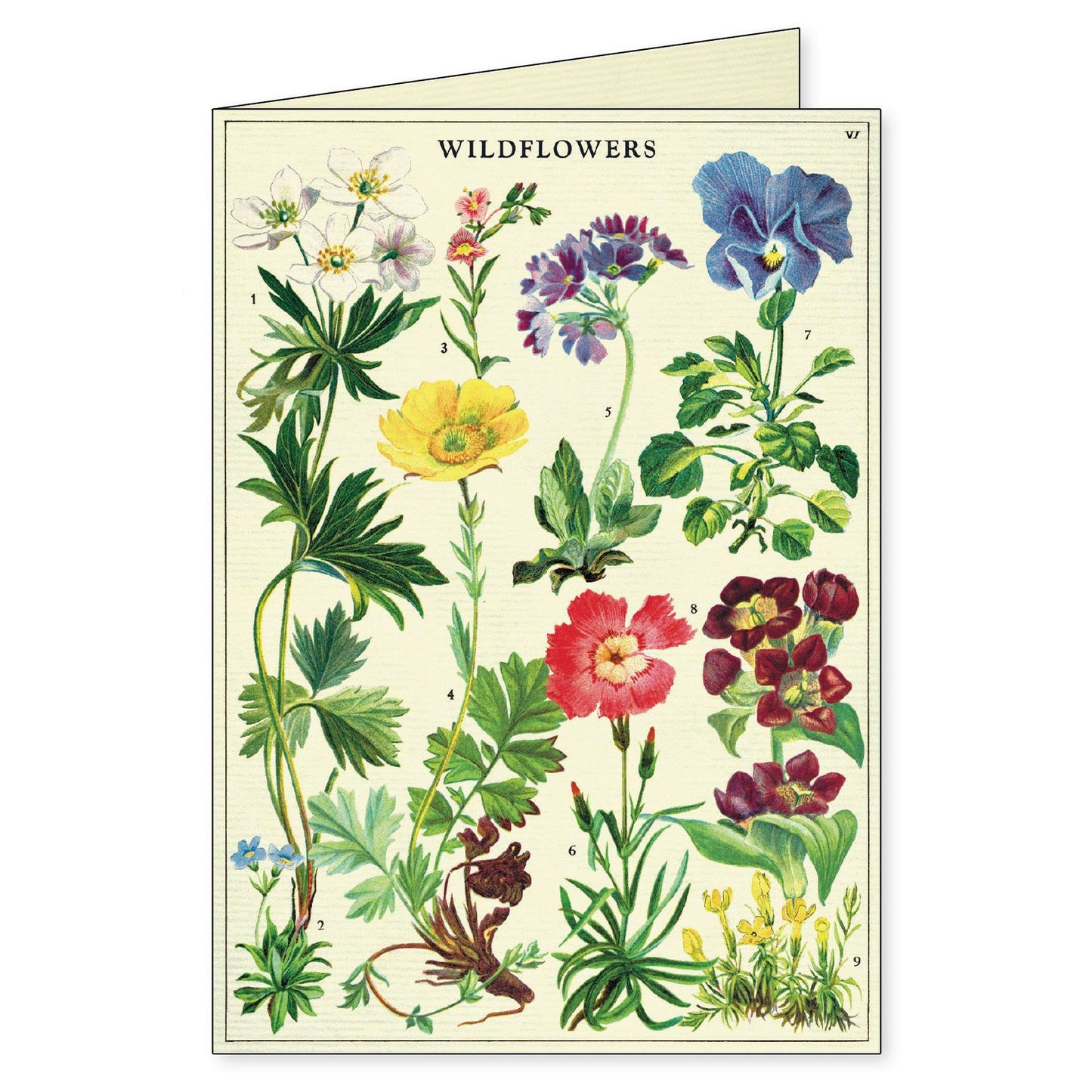 Cavallini & Co. Boxed Note Cards - Wildflowers