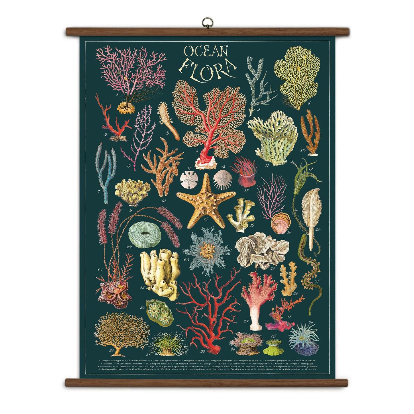 Cavallini & Co. Vintage School Chart - Ocean Flora
