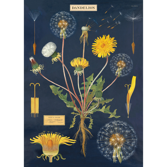 An art print and paper wrap which features the anatomy of a dandelion