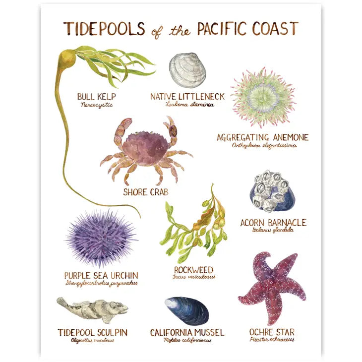 Pacific Coast Tidepools 11"x14" Art Print