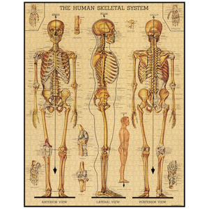Cavallini & Co. 1000 Piece Puzzle - Skeletal System