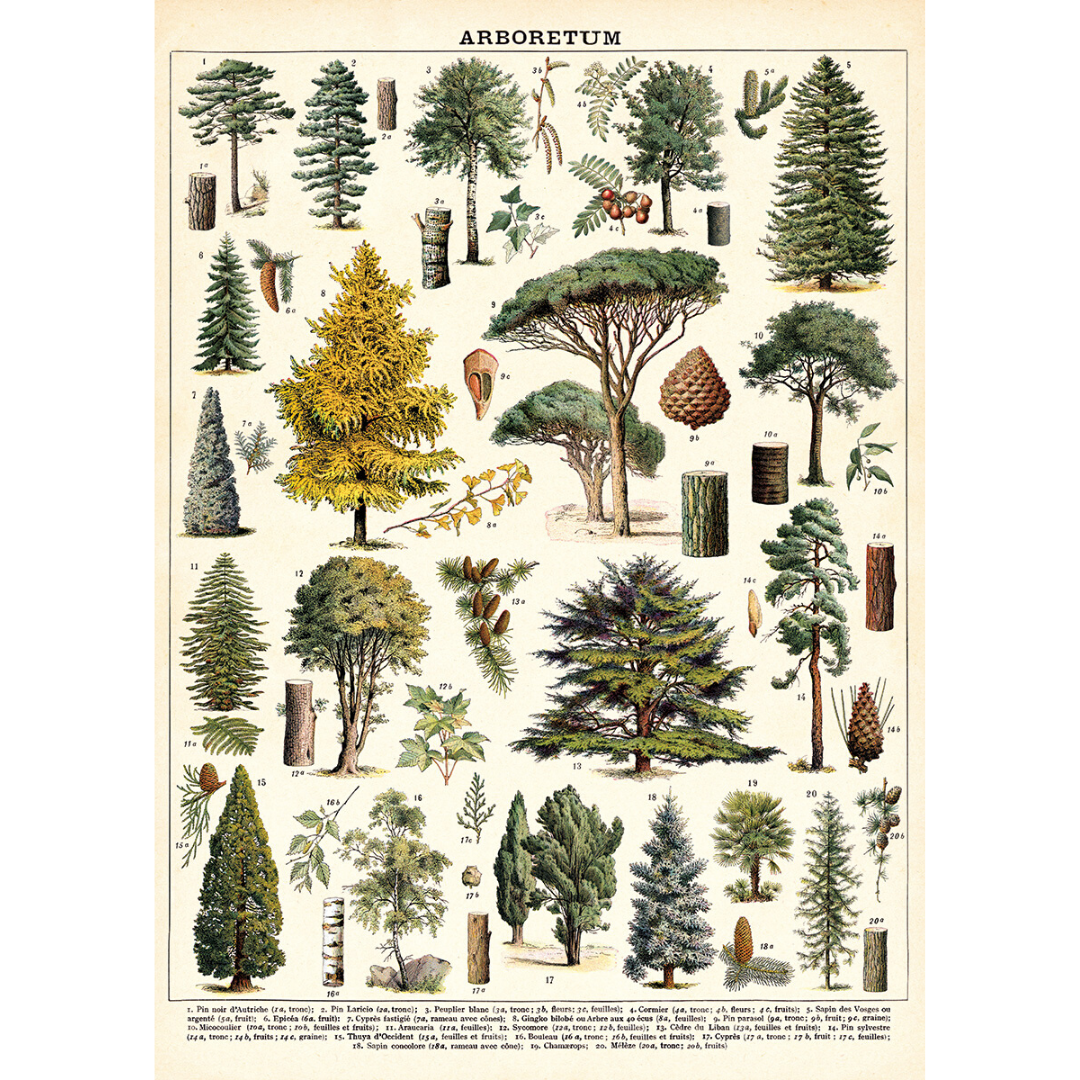 An art print and paper wrap which features various species of tree